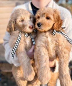 Read more about the article How Much Do Golden Retriever Puppies Cost? A Complete Guide by Elite Golden Retriever