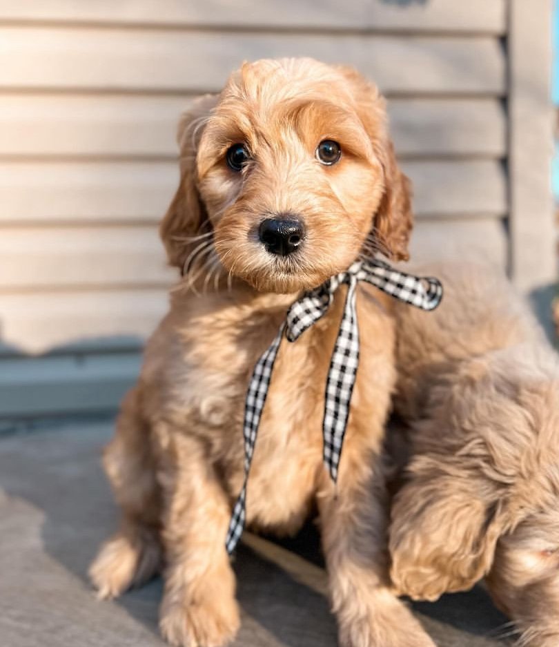 Read more about the article How to Find a Healthy Golden Retriever Dog for Sale: A Buyer’s Checklist