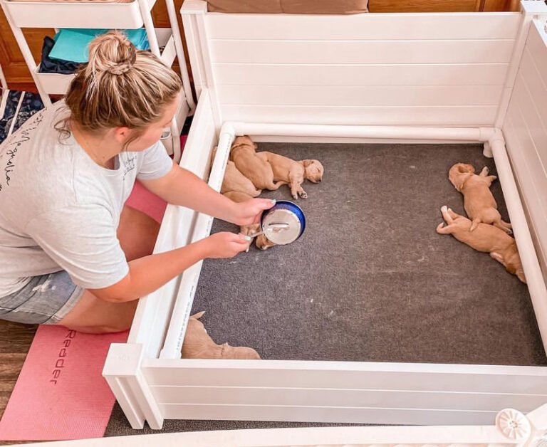 Golden Retriever Puppies For Sale