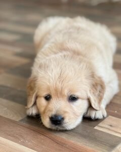 Read more about the article Male vs Female Golden Retriever Puppies: Which One Is Right for Your Family? | EliteGoldenRetriever.com