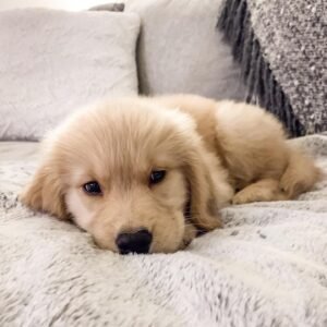 Read more about the article How to Find a Reputable Golden Retriever Breeder Near You